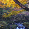 紅葉便り２：花貫の流れ１