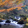 紅葉便り３：花貫の流れ２