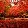 魅惑の紅葉