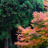 紅葉１