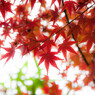 京都紅葉