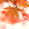 奥津渓の紅葉　