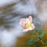 秋を探して　秋薔薇　Ⅲ
