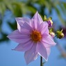 近所の皇帝ダリア