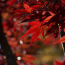 紅葉６