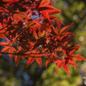 紅葉７