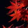 紅葉８
