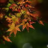 紅葉９