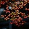 紅葉始め