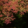 魁