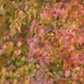 Autumn Tone