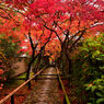 光悦寺参道