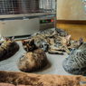 猫組全員集合