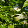 野鳥を探して　？？？