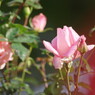 秋を探して　秋薔薇　Ⅳ