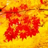 紅彩