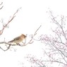クライン・フォーゲル（Kleine Vögel）の休息