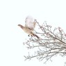 翳りゆく冬のコンチェルト