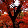 香嵐渓の紅葉