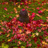 紅葉の妖精