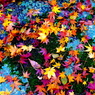 秋の彩り17：落ち紅葉２
