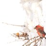 雪の中のあいつ