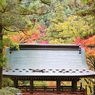 大窪寺の紅葉