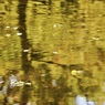 黄葉の池