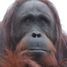 オランウータン2