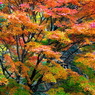 紅葉三昧３：写真句（投稿1,400枚目）