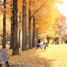 晩秋の公園模様ーまったりと