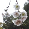 子福桜