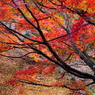 紅葉三昧４：写真歌