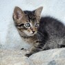 総毛立つ要塞教会の仔猫~ルーマニア Hair Standing on End
