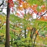 大窪寺の紅葉