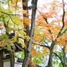 大窪寺の紅葉