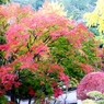 大窪寺の紅葉