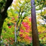 大窪寺の紅葉