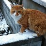 来訪にゃんこ