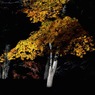 紅葉三昧５：シテ