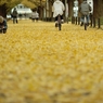 autumn for tokyoites
