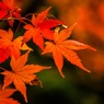 丹波・高源寺2016紅葉①