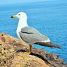 メアカ（目赤）：竹島問題思案中 Black-tailed gull