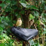 野鳥を探して　ジョウビダキ