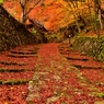 落葉紅葉