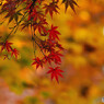 紅葉 (2)