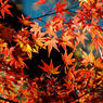 11月最後の土曜日