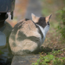 The back of a cat