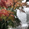 初雪の円覚寺