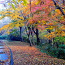 紅葉便り４：紅葉小径（写真句） 